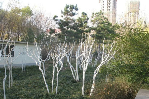 贝绿集团：苗木涂白的好处